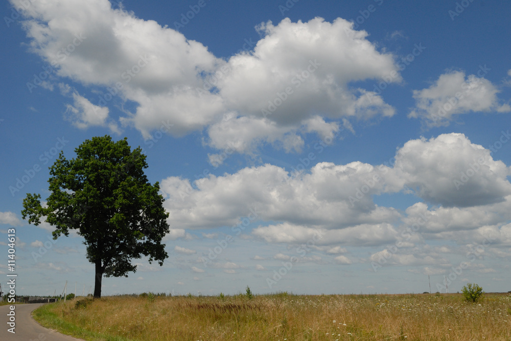 Tree at road