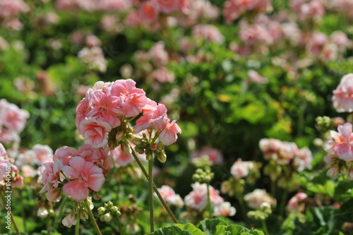 small beautiful flowers in the field