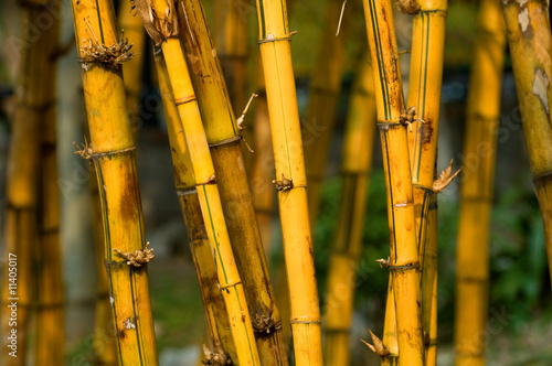 Bamboo