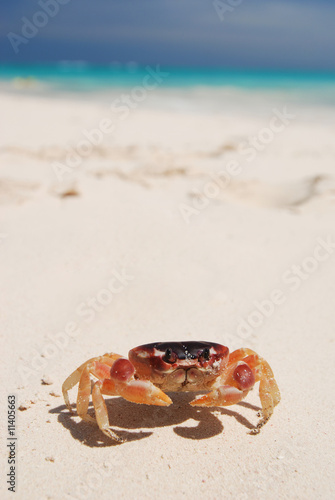 Crab on a beach