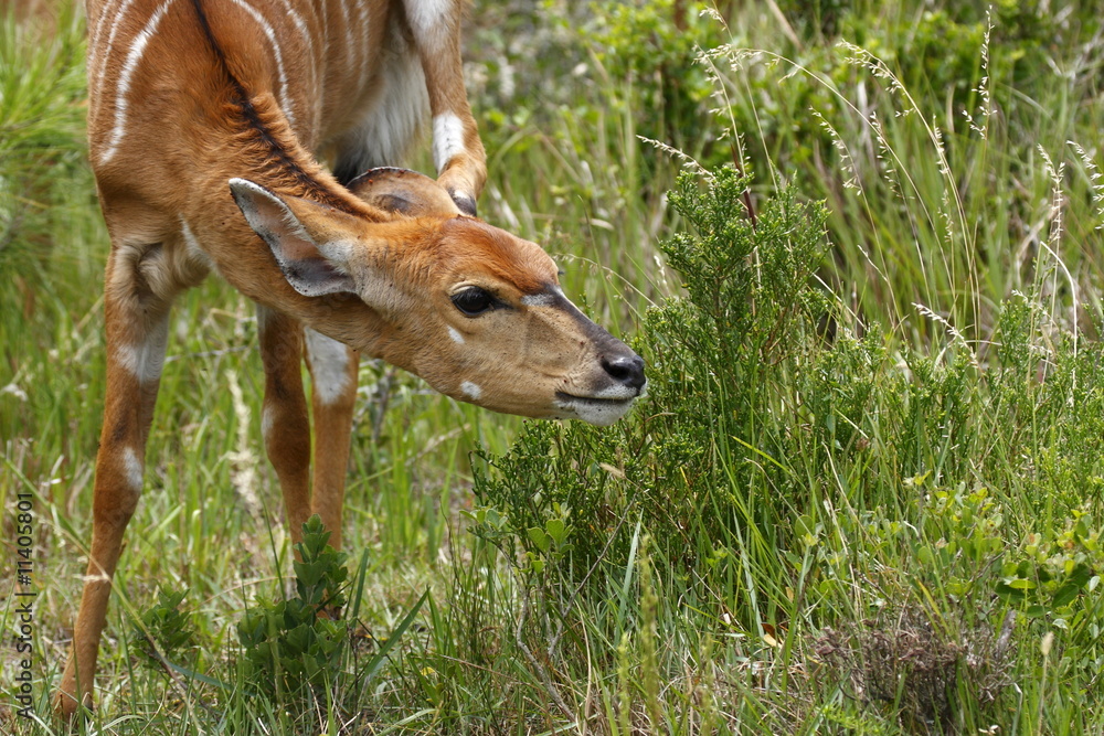 Antelope scratching Antelope scratching