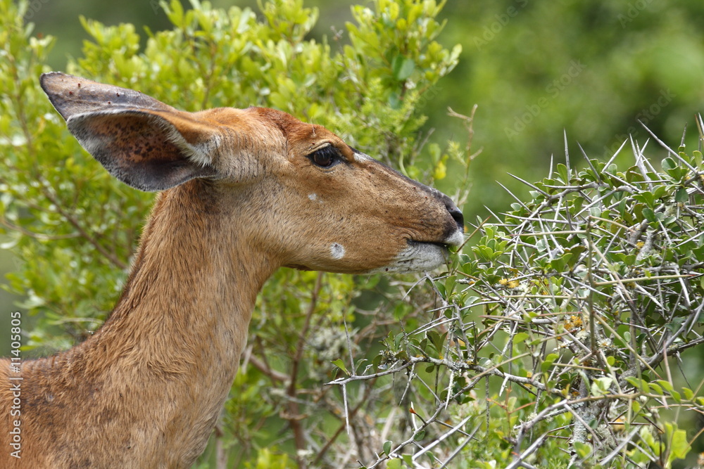 Antelope eating