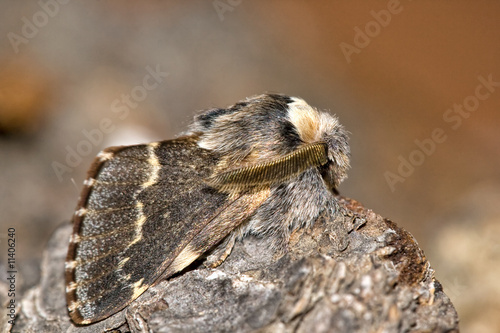 Fototapeta Naklejka Na Ścianę i Meble -  December moth