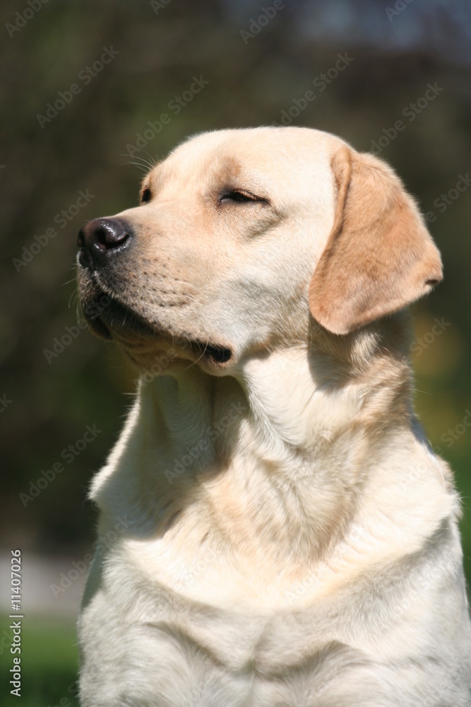 Portrait quart profil gauche du labrador