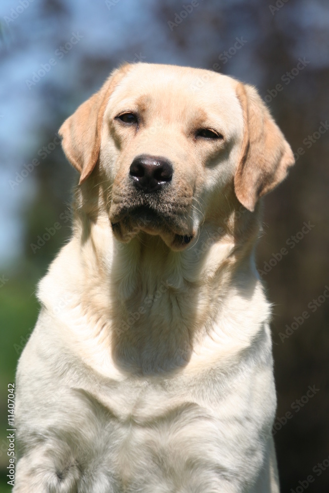 L'air snob d'un labrador