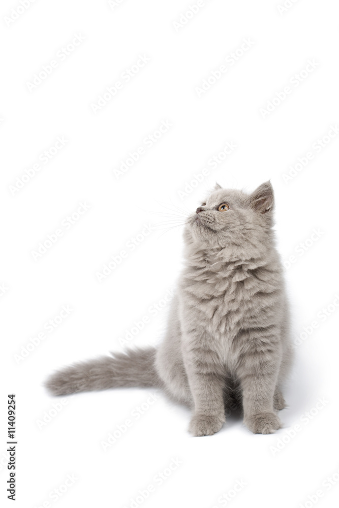british kitten looking up isolated british kitten looking up isolated