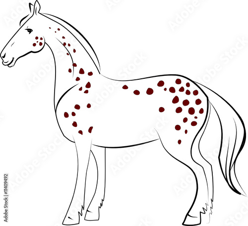 dapple horse