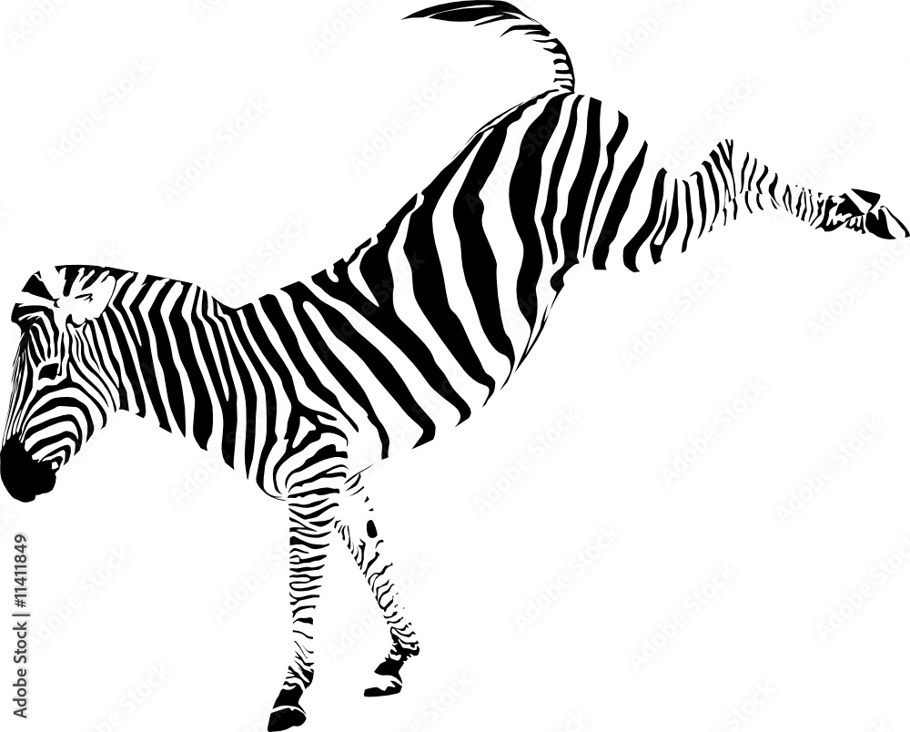 vector illustration of zebra kicking