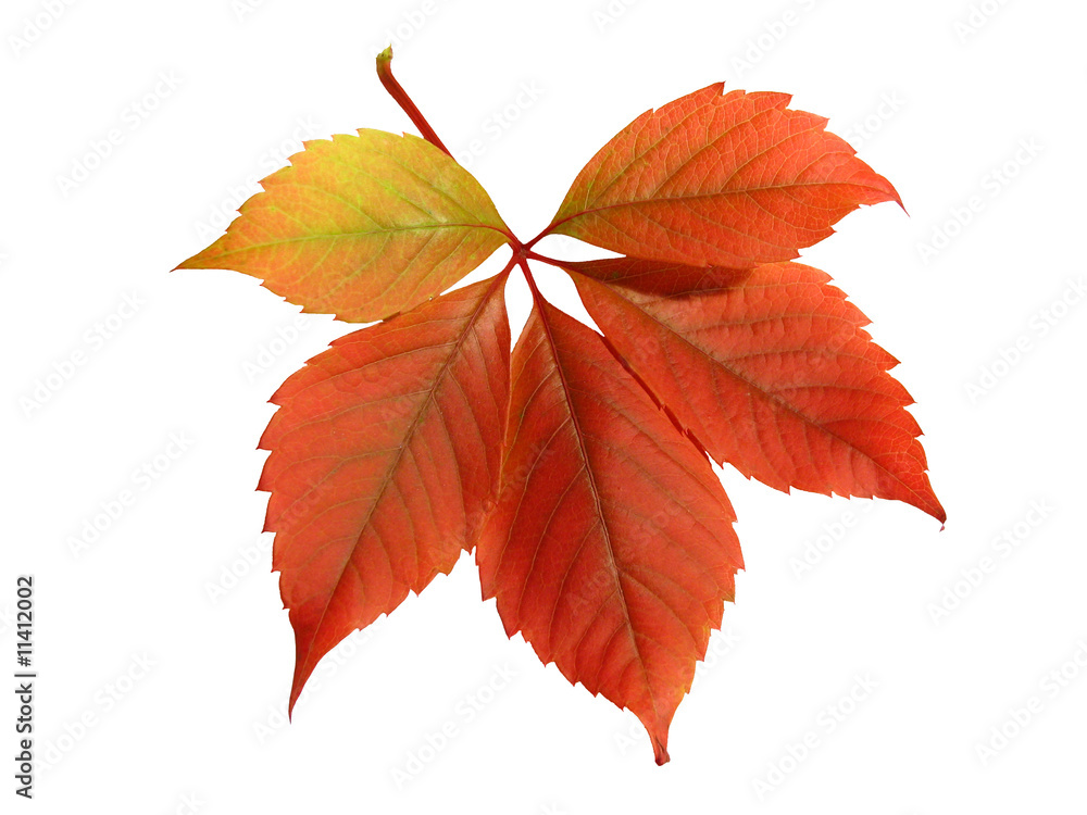 Autumn tints Autumn tints