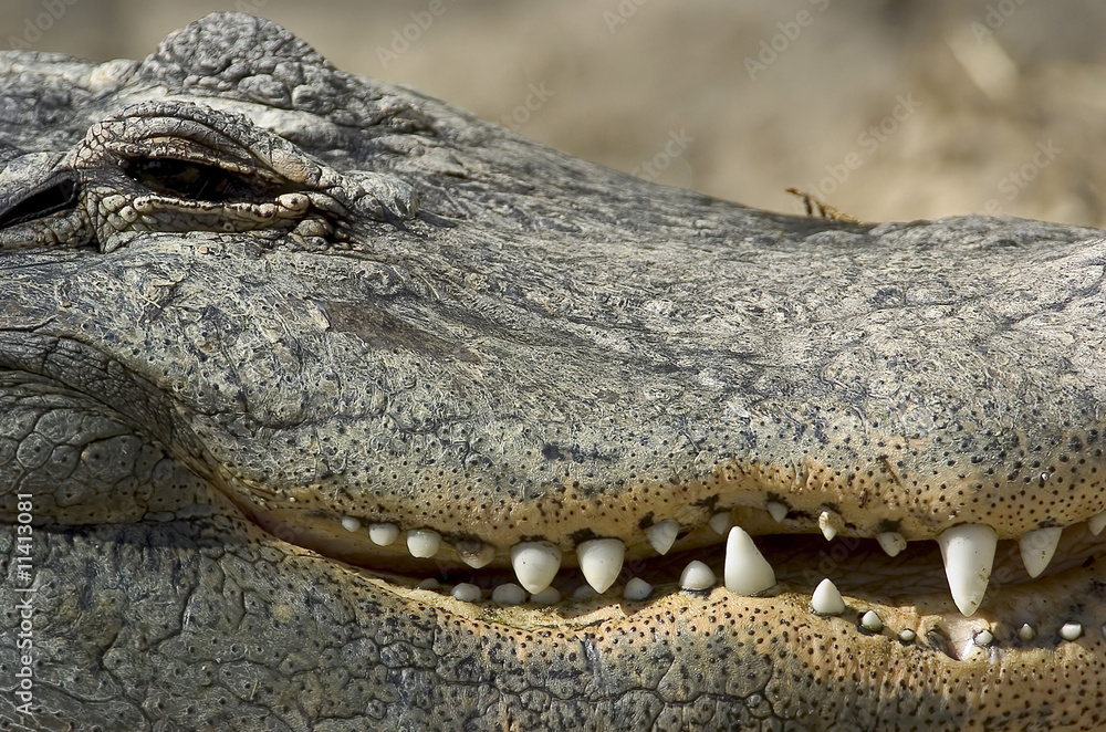 Obraz premium Aligator Jaw