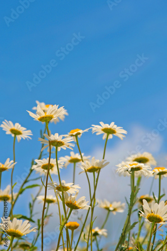 Field of chamomiles.