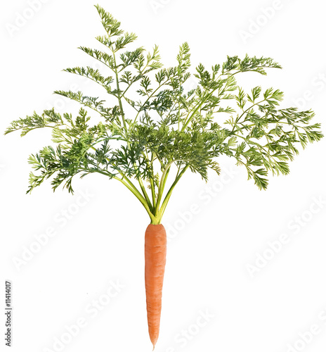 Carrot with leaf on white background