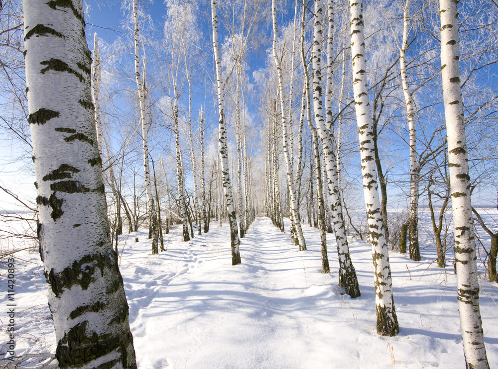 Fototapeta premium Frozen birch alley at winter