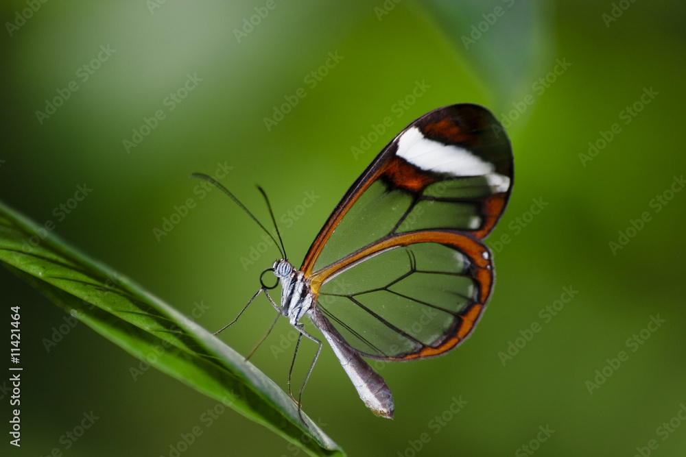 Obraz premium Butterfly