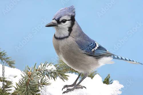 Canvas Print Blue Jay In Snow