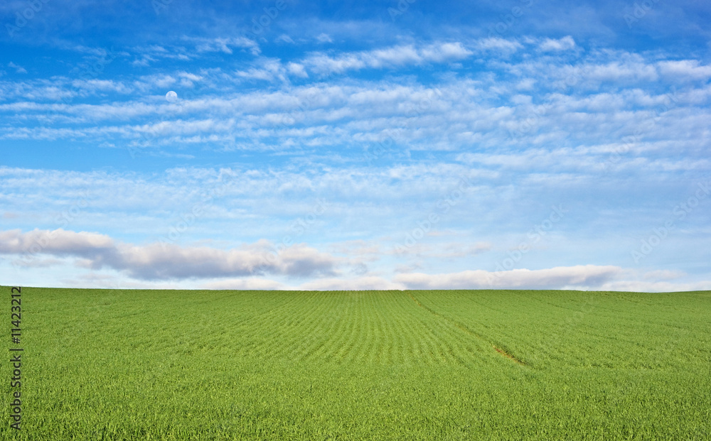 green field and blue sky green field and blue sky