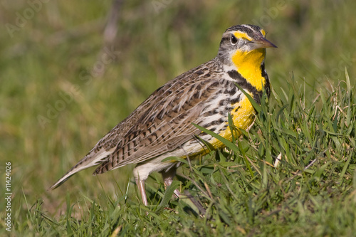 Yellow Belly! photo