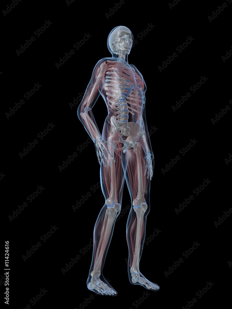 skelett anatomie mit muskeln skelett anatomie mit muskeln
