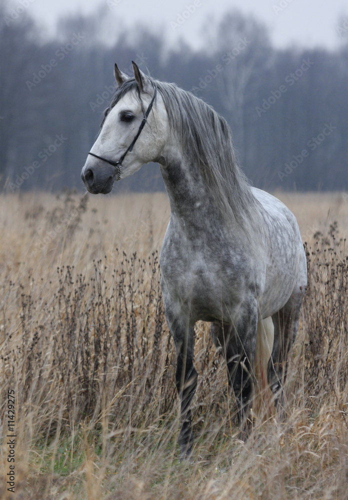 Obraz premium Szary koń na polu
