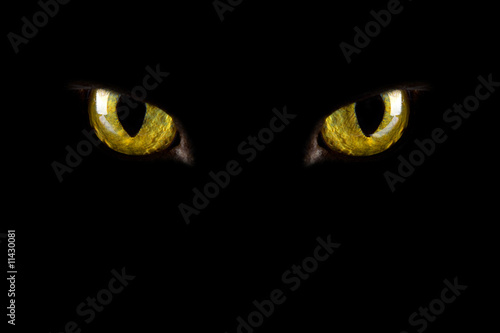 cat's eyes glowing in the dark. halloween background