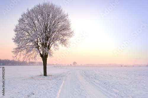 lone standing sunset winter tree
