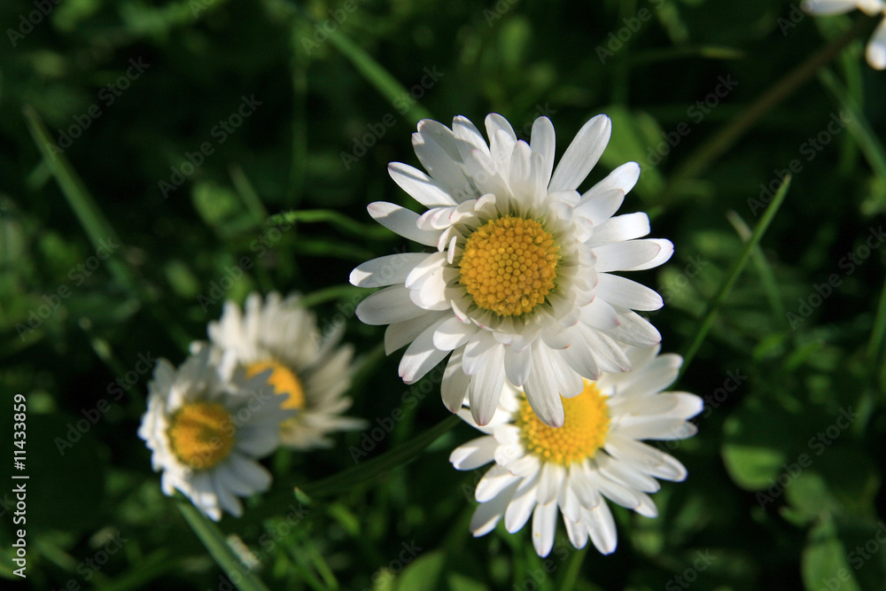 Fototapeta premium Gänseblümchen