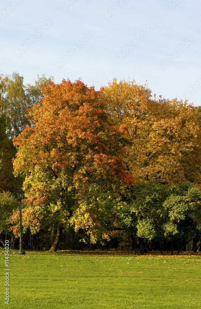 Naklejka premium Autumn park 15