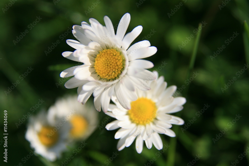 Gänseblümchen Gänseblümchen