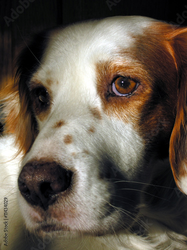 Portrait eines Hundes photo