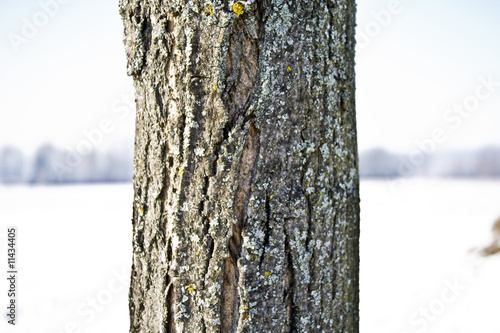 Baumrinde