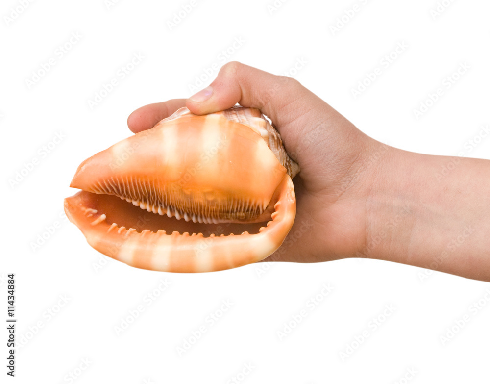 Girl's hand holding  a  seashell isolated on white background