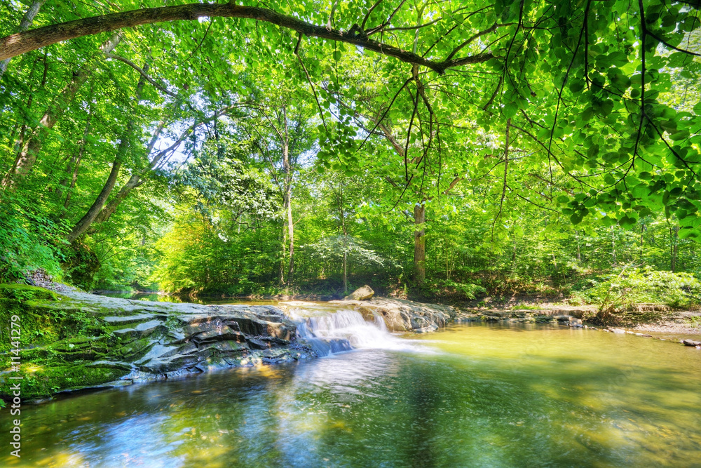 Fototapeta premium Stream in the forest