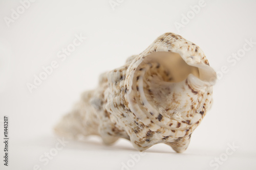 shell on white