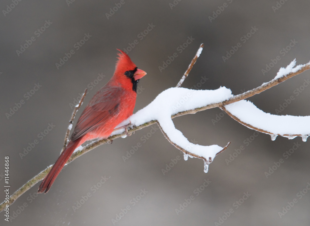 Naklejka Northern Cardinal in snowstorm