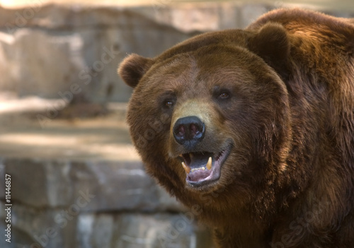 Φωτογραφία Grizzly bear showing its teeth