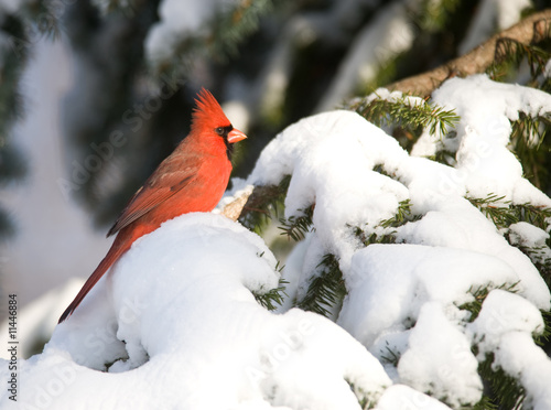 Northern Cardinal in snowstorm