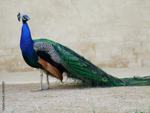 Blauer Pfau