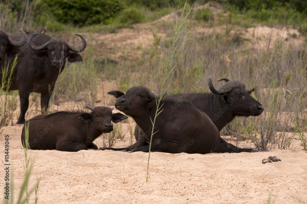 Buffalo bull