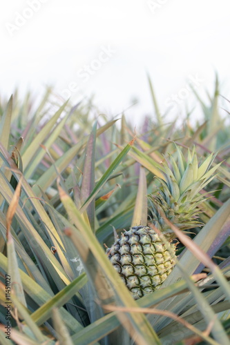 growing pineapple