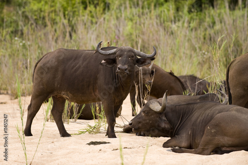 Buffalo bull