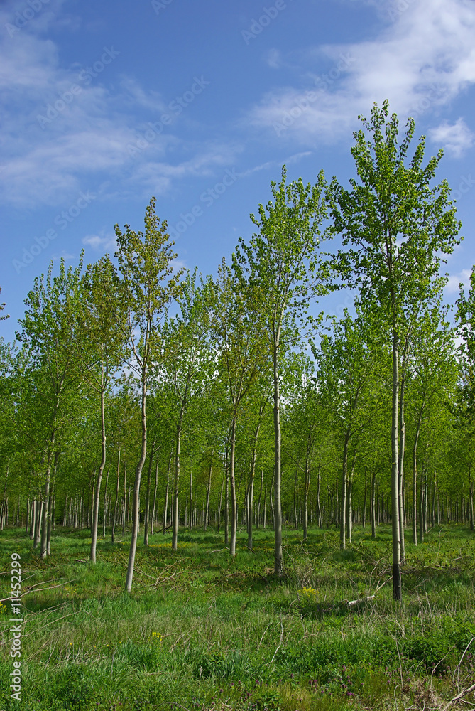 Fototapeta premium Pappelwald - populus forest 01