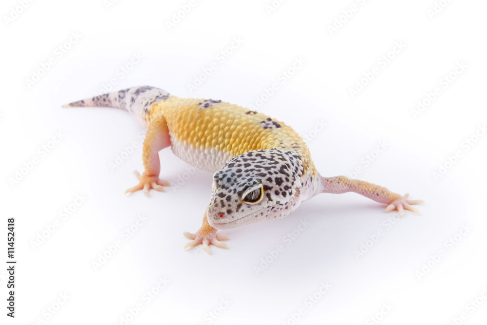 Obraz premium Leopard Gecko