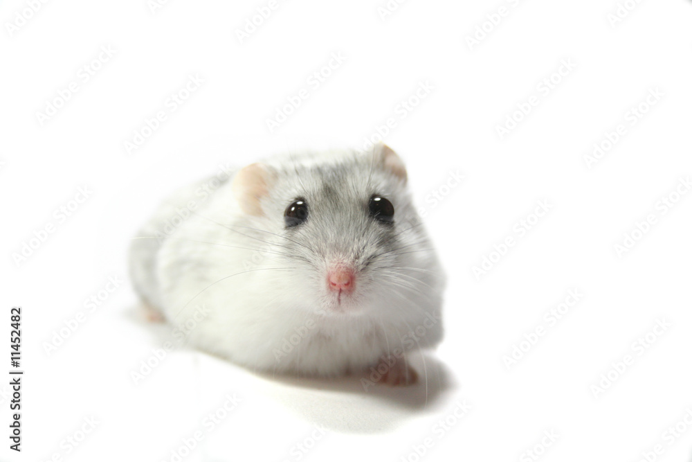 Freigestellter Hamster Freigestellter Hamster