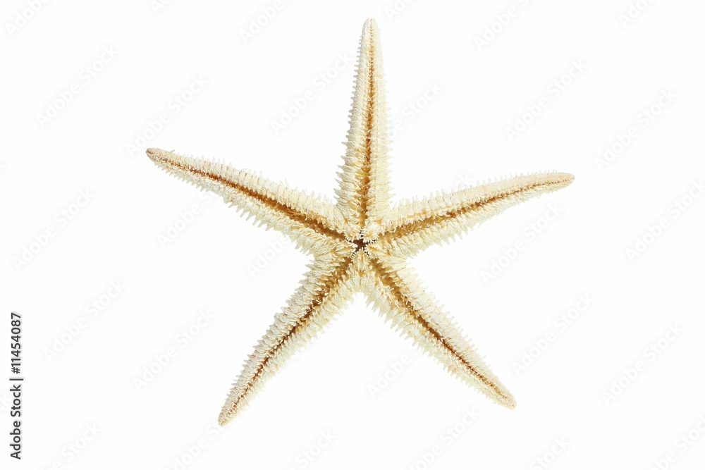 Starfish from oceans deep water on white background Starfish from oceans deep water on white background