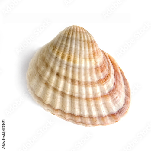 macro of shell isolated on white
