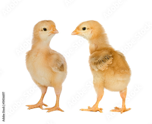Two yellow little chickens