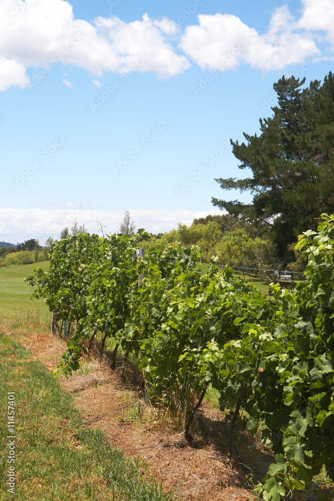 Ripening grapes in the vineyard