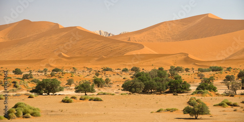Sand dunes with trees