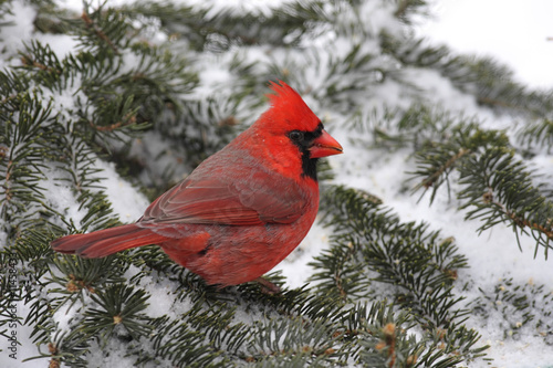 Cardinal In Snow © Steve Byland