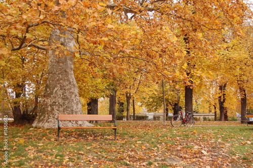 Canvas Print Golden autumn